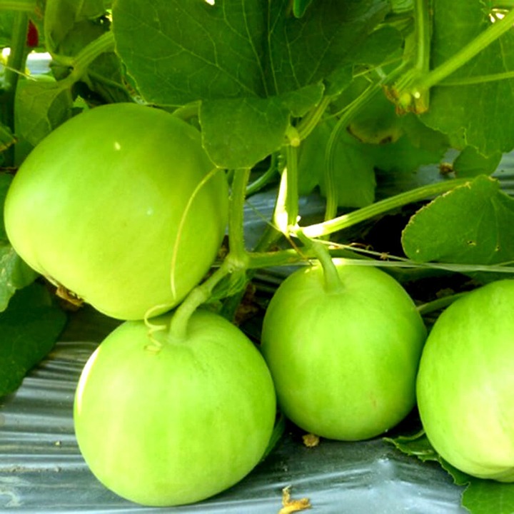 [Seeds] Hạt giống dưa lê siêu ngọt Popoca, đóng gói 0,5gr (khoảng 30 hạt)
