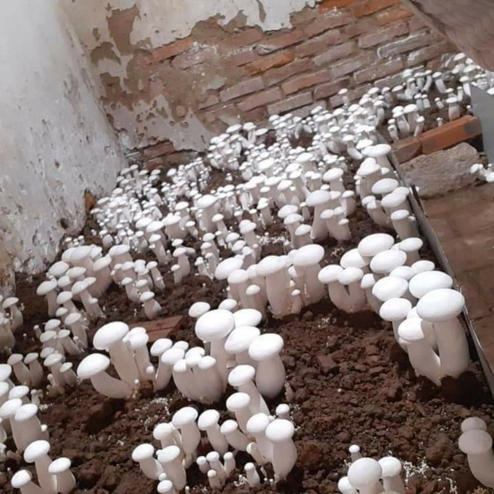 Phôi nấm hoàng đế ( chỉ bán từ 5 phôi)