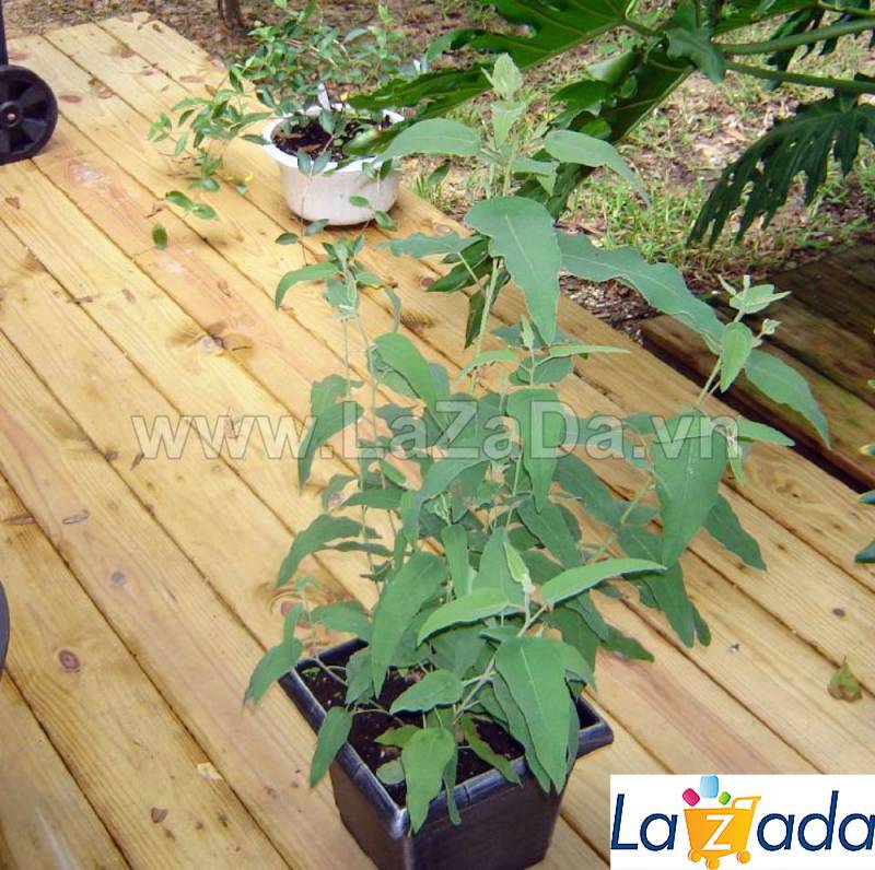 50h Hạt Giống Cây Lá Bạc Hương Chanh (| -KD: B21*M235)