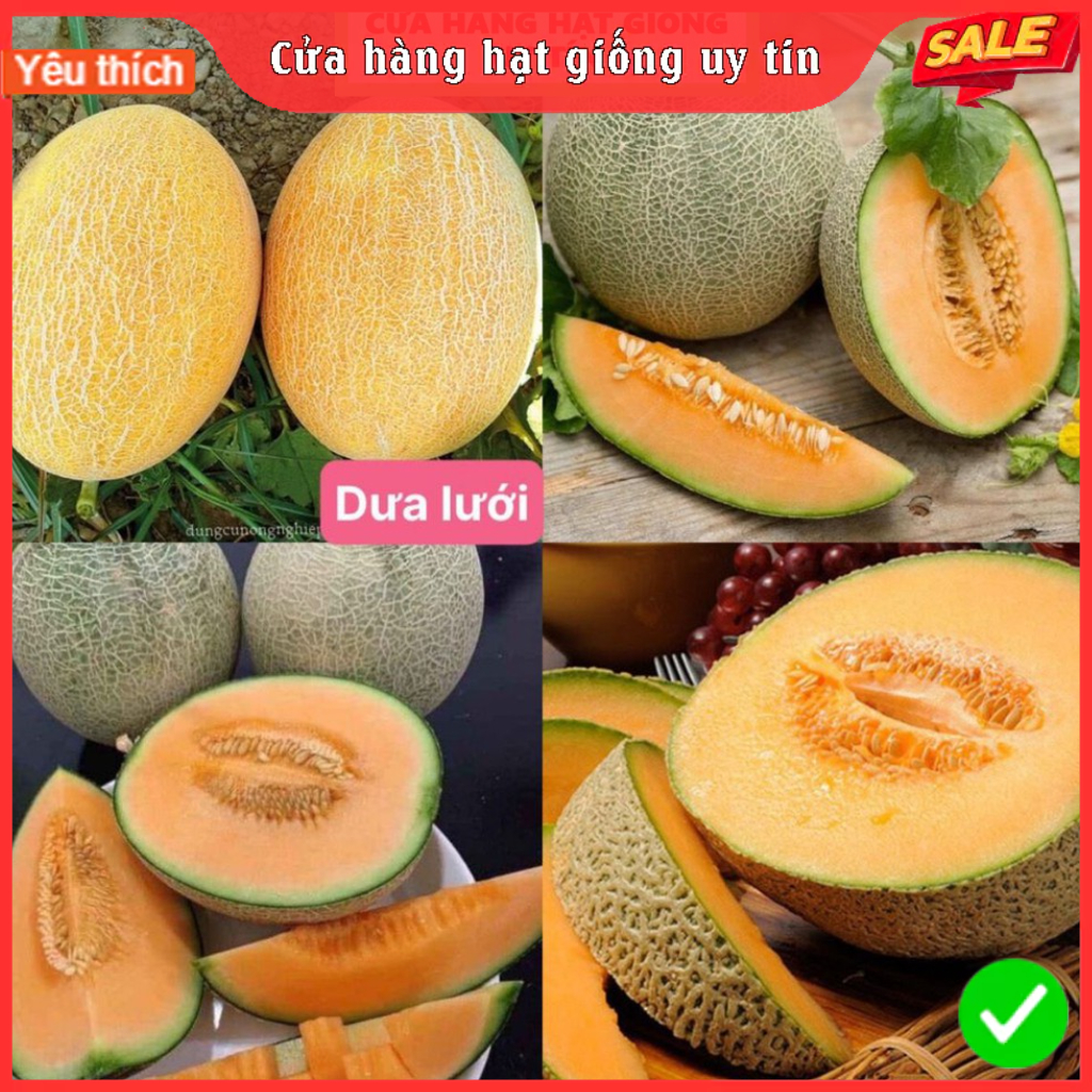 Hạt Giống Dưa Lưới dể trồng tặng kèm phân bón