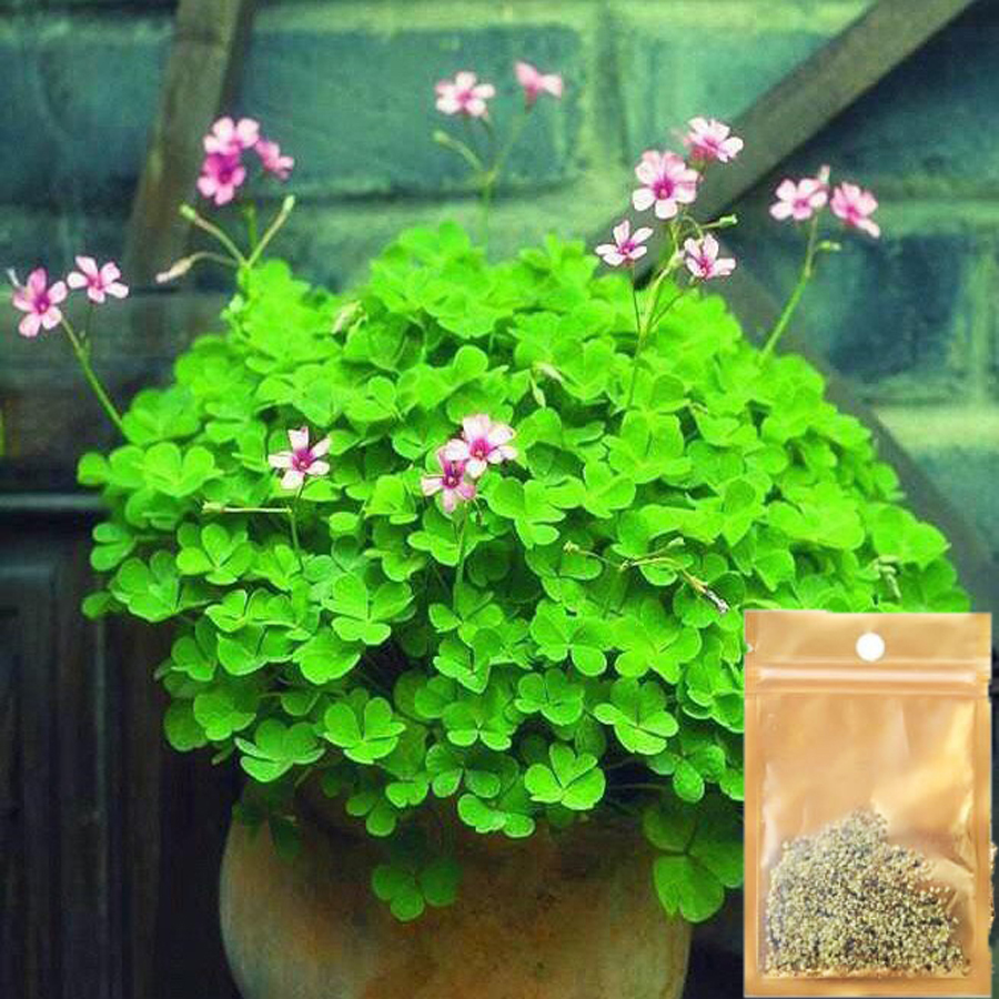 Hạt giống thủy sinh - cây cỏ may mắn gói 10g