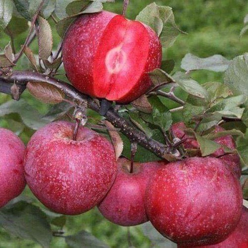 Cây giống táo đỏ nhật bản giống chuẩn