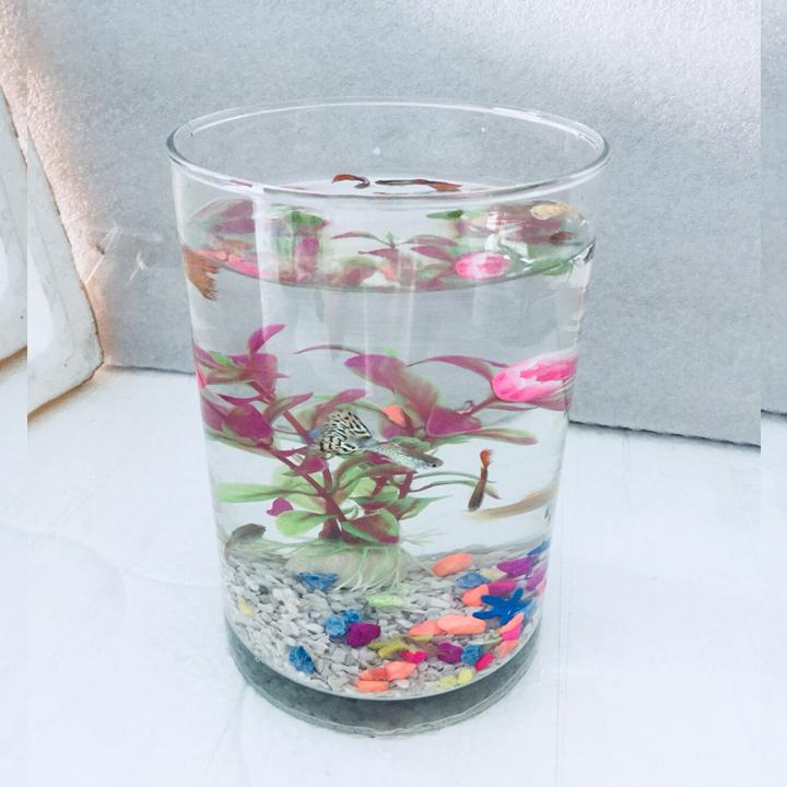 Bể cá mini , chậu thủy tinh trụ tròn để bàn 12x20 - Tặng phụ kiện