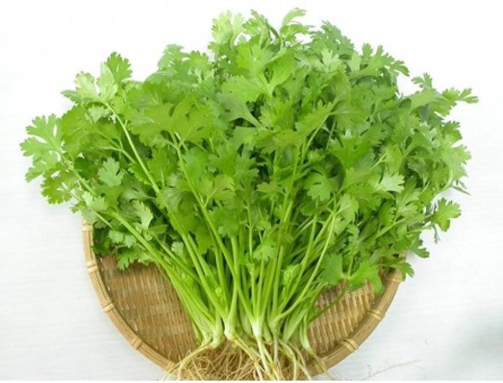 hạt giống rau mùi ta,rau ngò rí gói 15gr mua từ 50k tặng 2 sản phẩm