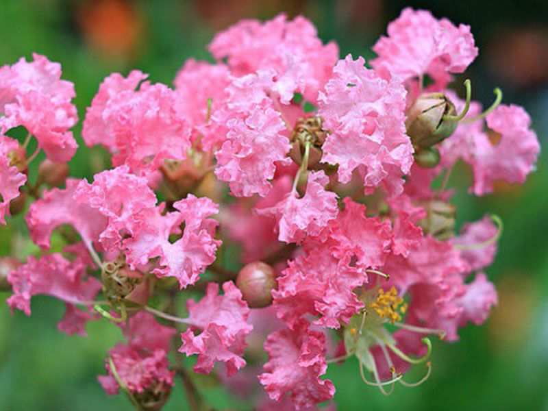 [HCM]Hạt giống hoa tường vi - Tặng gói hạt giống ngẫu nhiên