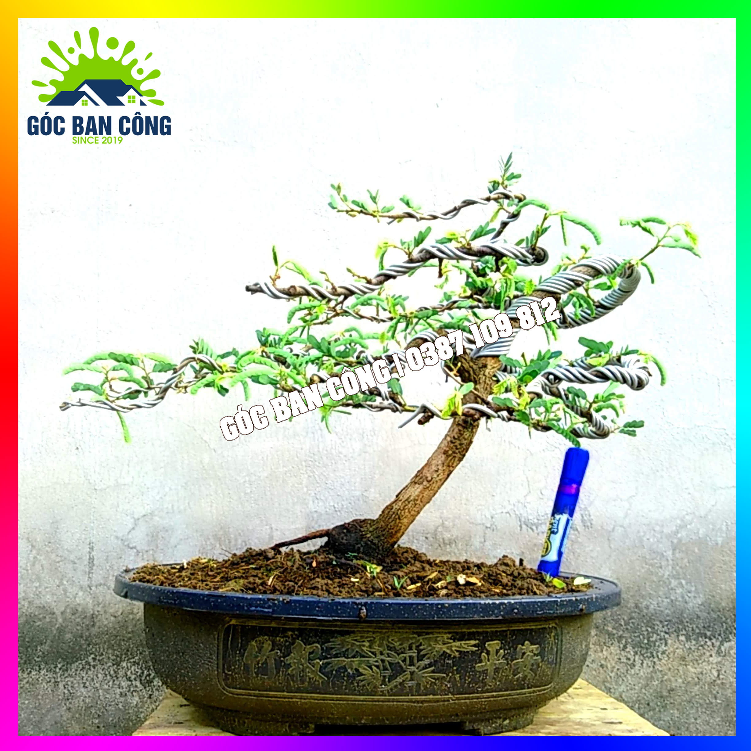 Cây Me Bonsai Mini Dáng Bạt Phong Gió Lùa