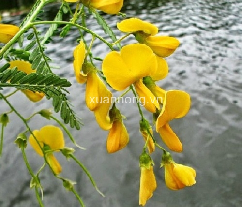 BÔNG ĐIÊN ĐIỂN TỨ QUÝ