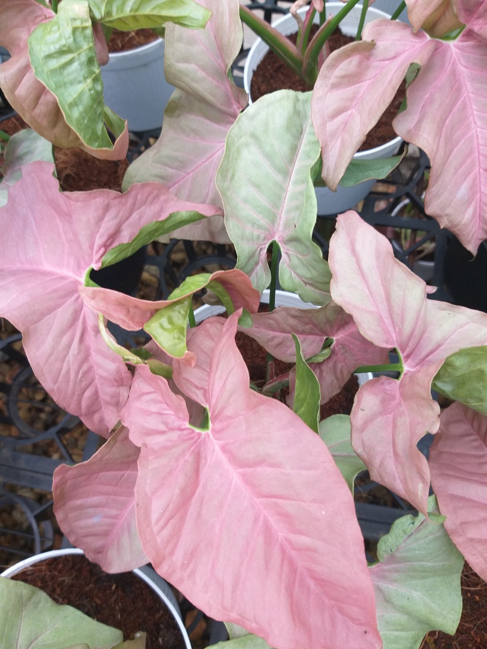 Trầu bà hồng - Syngonium pink