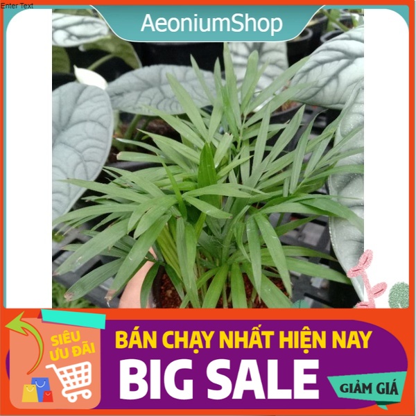 [ TRANG TRÍ ] CÂY CAU TIỂU TRÂM - Chamaedorea Elegans THANH LỌC KHÔNG KHÍ, HẤP THỤ TIA ĐIỆN TỬ CÓ HẠI ️