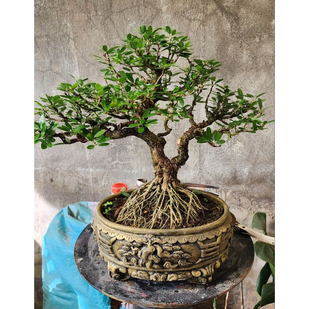 Chậu ovan bonsai mini để bàn
