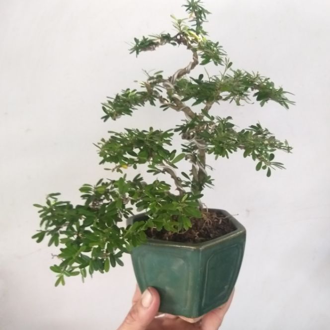 [HCM]cây Linh Sam Bonsai mini