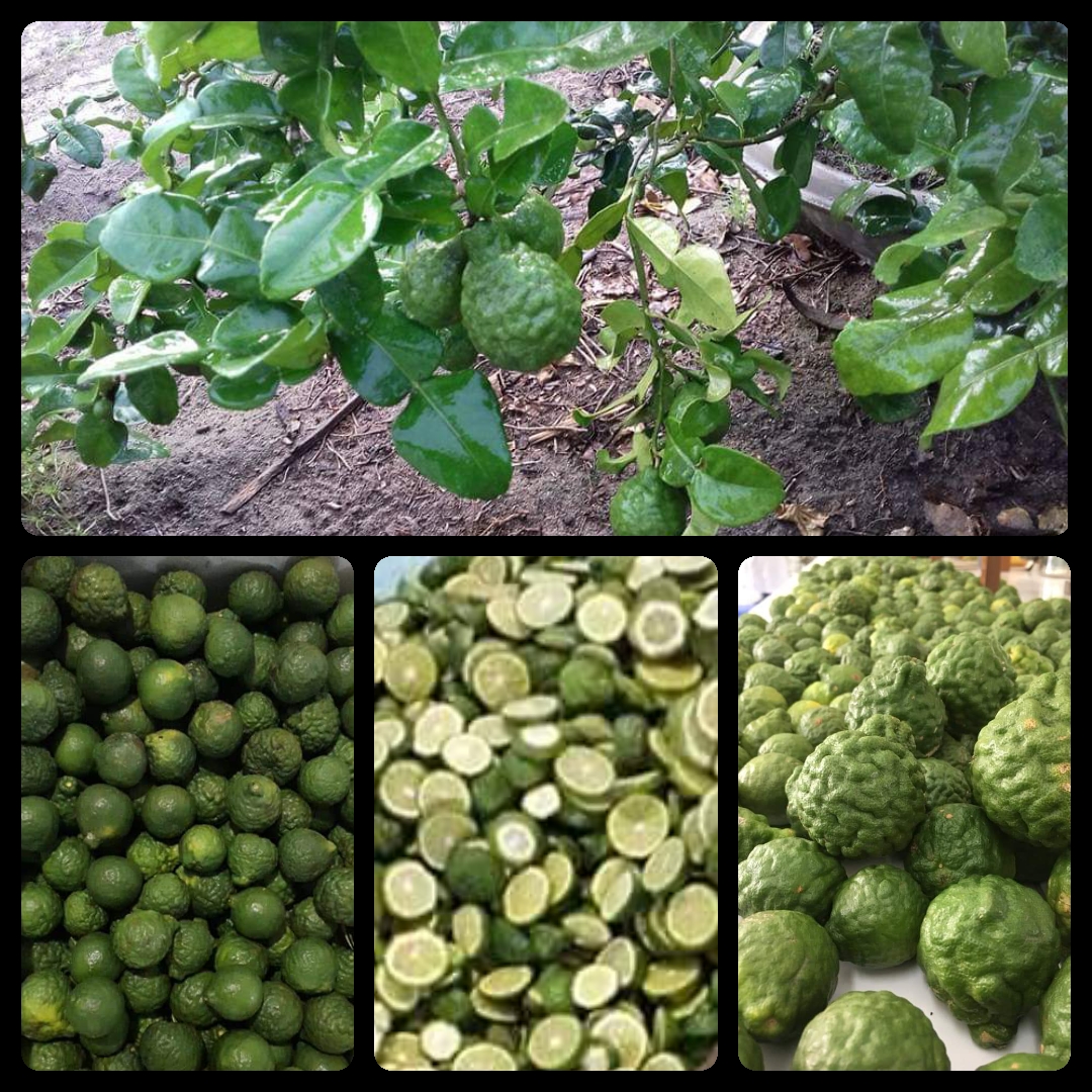 Tinh dầu Chanh Sần (Chanh Thái) nguyên chất Mộc Mây - tinh dầu nguyên chất từ thiên nhiên xông phòng, thơm phòng, thư giản, đuổi muỗi