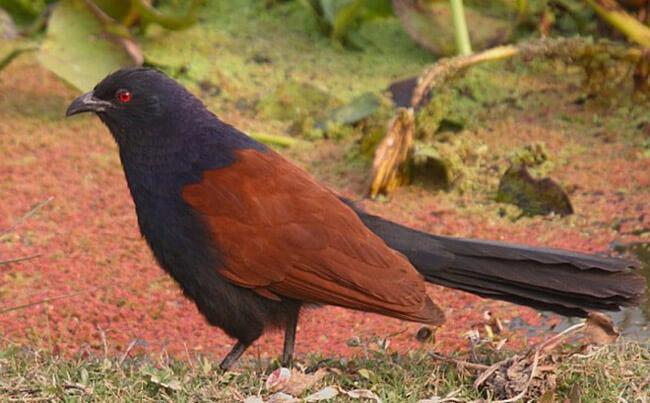 chim bìm bịp giả nhồi keo sử lí siêu bền, không độc hại, thoải mái sử dụng trong 1 năm