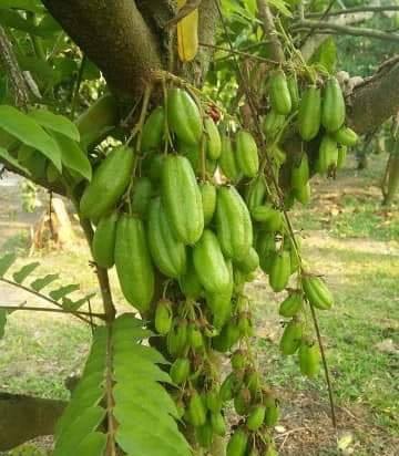 [pt] Cây khế Tàu giống,sai quả,ngon,chuẩn giống.