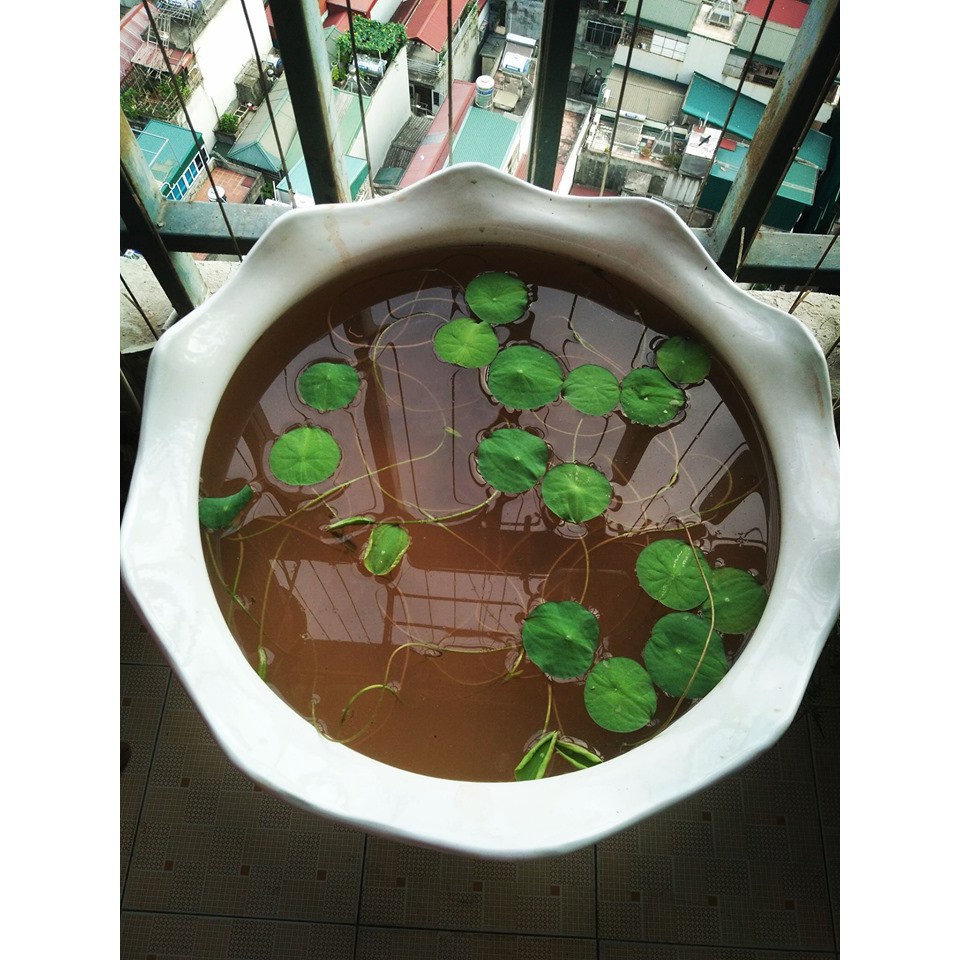 Bùn khô dùng trồng sen súng 500g