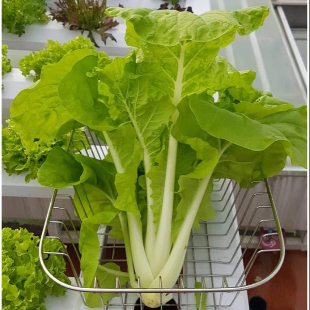 [HCM]Hũ 1Gr (~300 Hạt) Cải Bẹ Dúng Tokyo Bekana Giống Hữu Cơ Mỹ