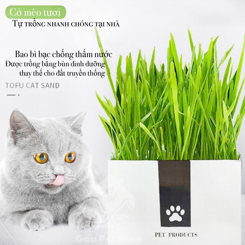 Kit cỏ mèo tươi tự trồng tiện dụng