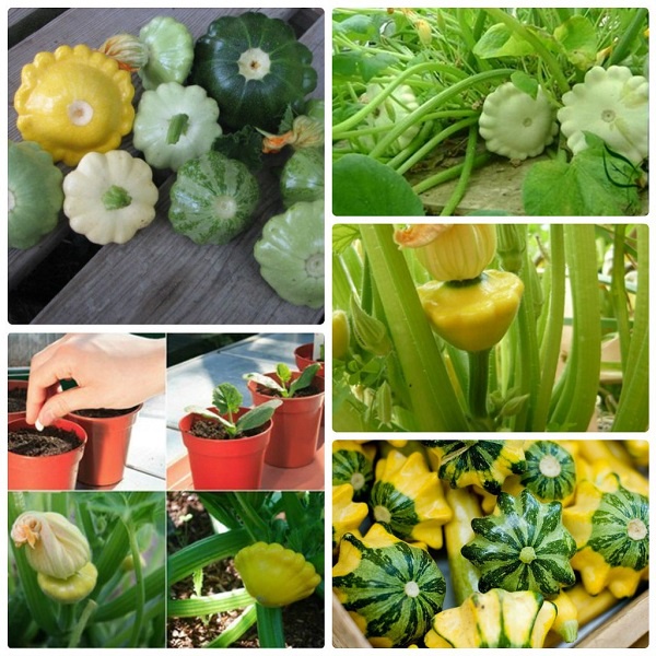 Hạt_giống_bí_đĩa_bay_mix 15 hạt