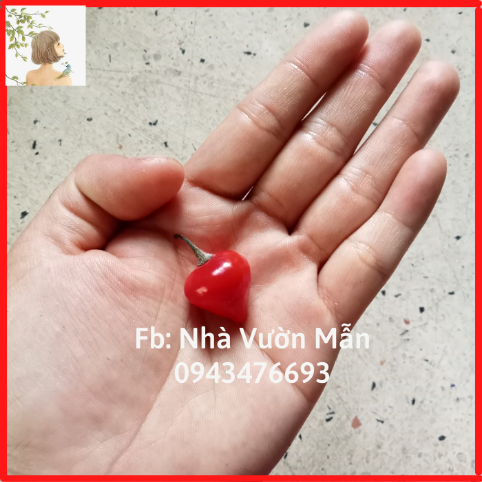 5 hạt ớt biquinho red