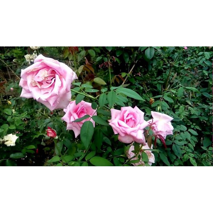 167A Hạt Giống Hoa Hồng Phấn Nữ Hoàng 10 Hạt