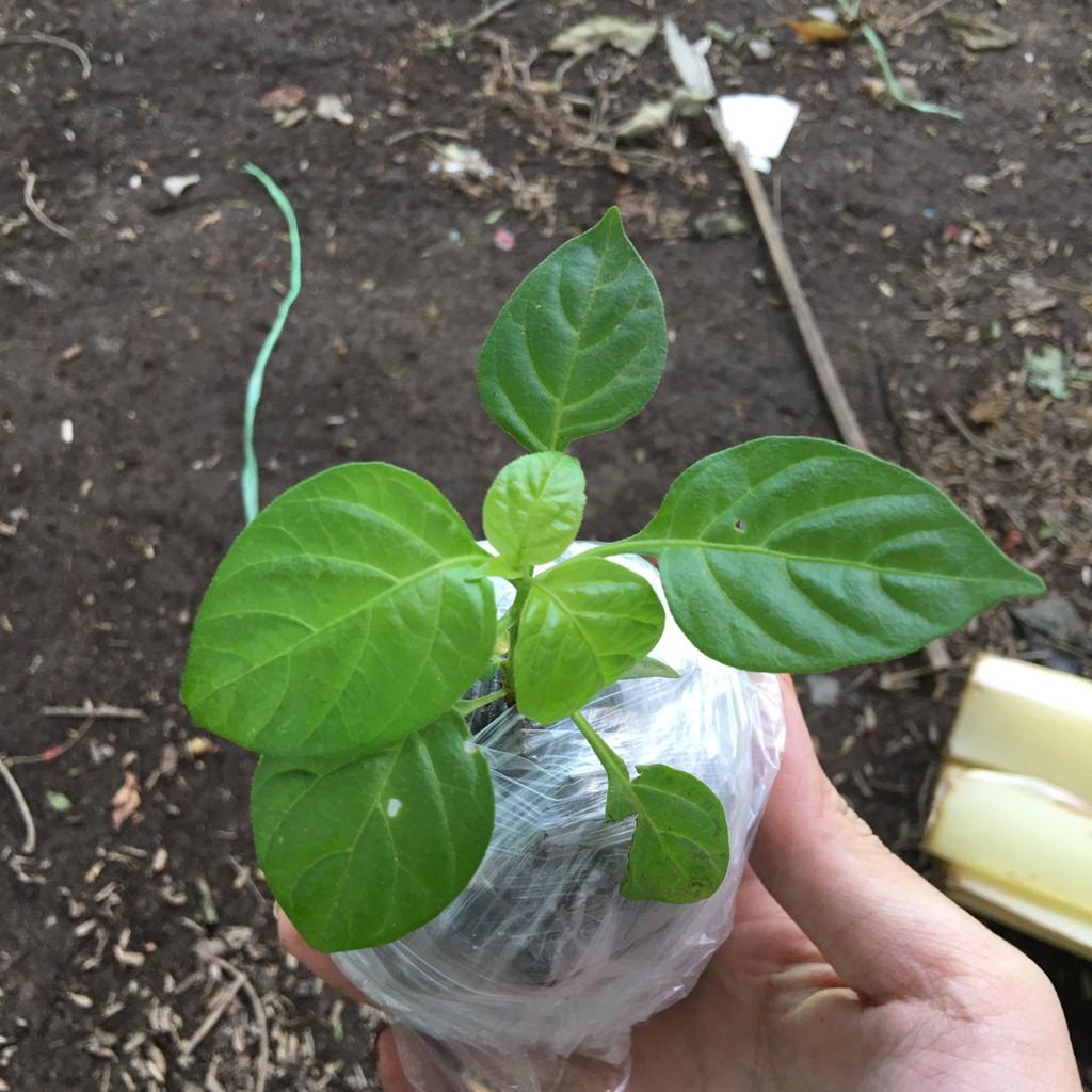 Hạt giống ớt peru aji charapita 145
