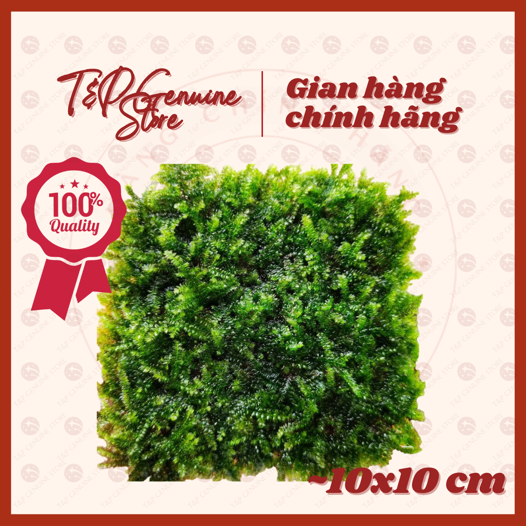 Rêu thủy sinh taiwan / mini taiwan , dán lũa, làm tường, tạo thảm rêu, nuôi tép