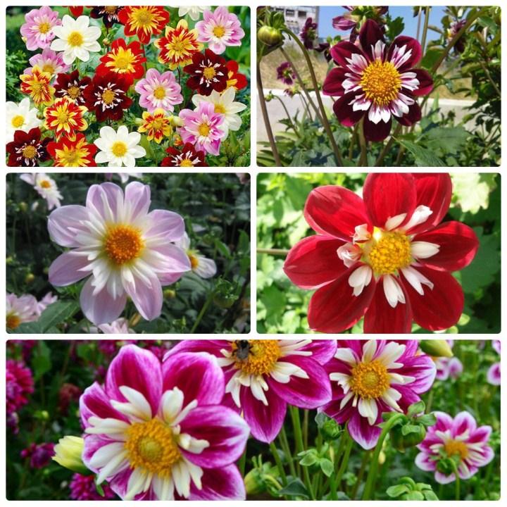 hạt giống hoa thược dược kim cương gói 30 hạt mua từ 50k tặng 2 sản phẩm