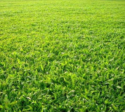 0,5KG Hạt giống cỏ lá gừng siêu nảy mầm kèm quà tặng hạt giống khác loại