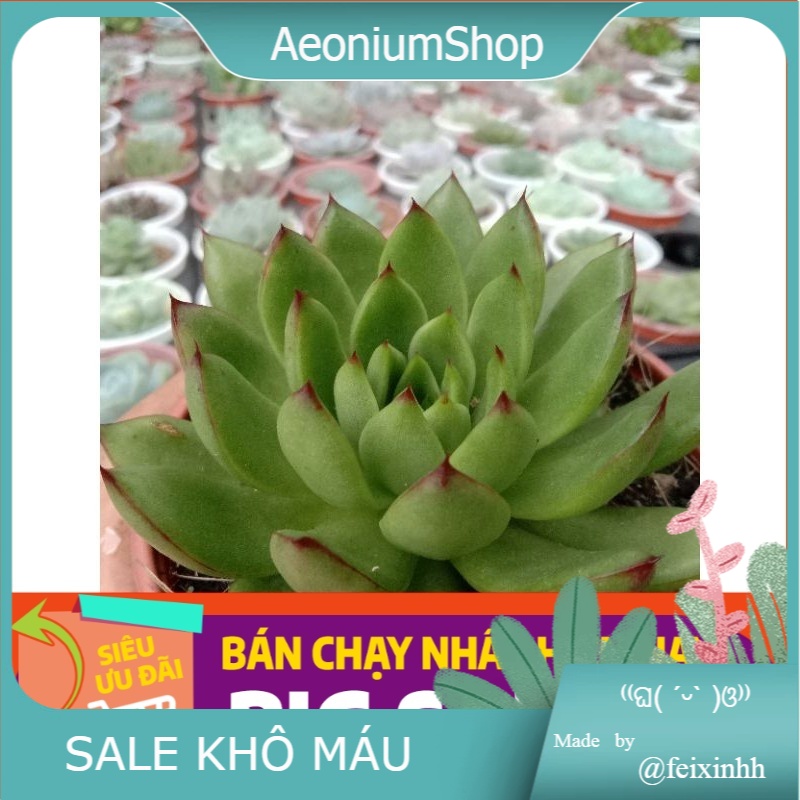 Sen đá đế vương đỏ size trung, xuất xứ đà lạt, lỗi 1 đổi 1 💪