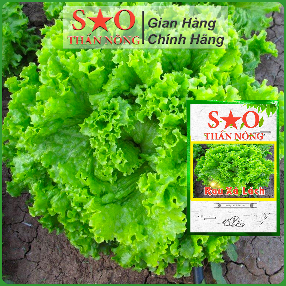 Hạt Giống Xà Lách Xoăn chịu nhiệt - Sao thần Nông -gói 5g