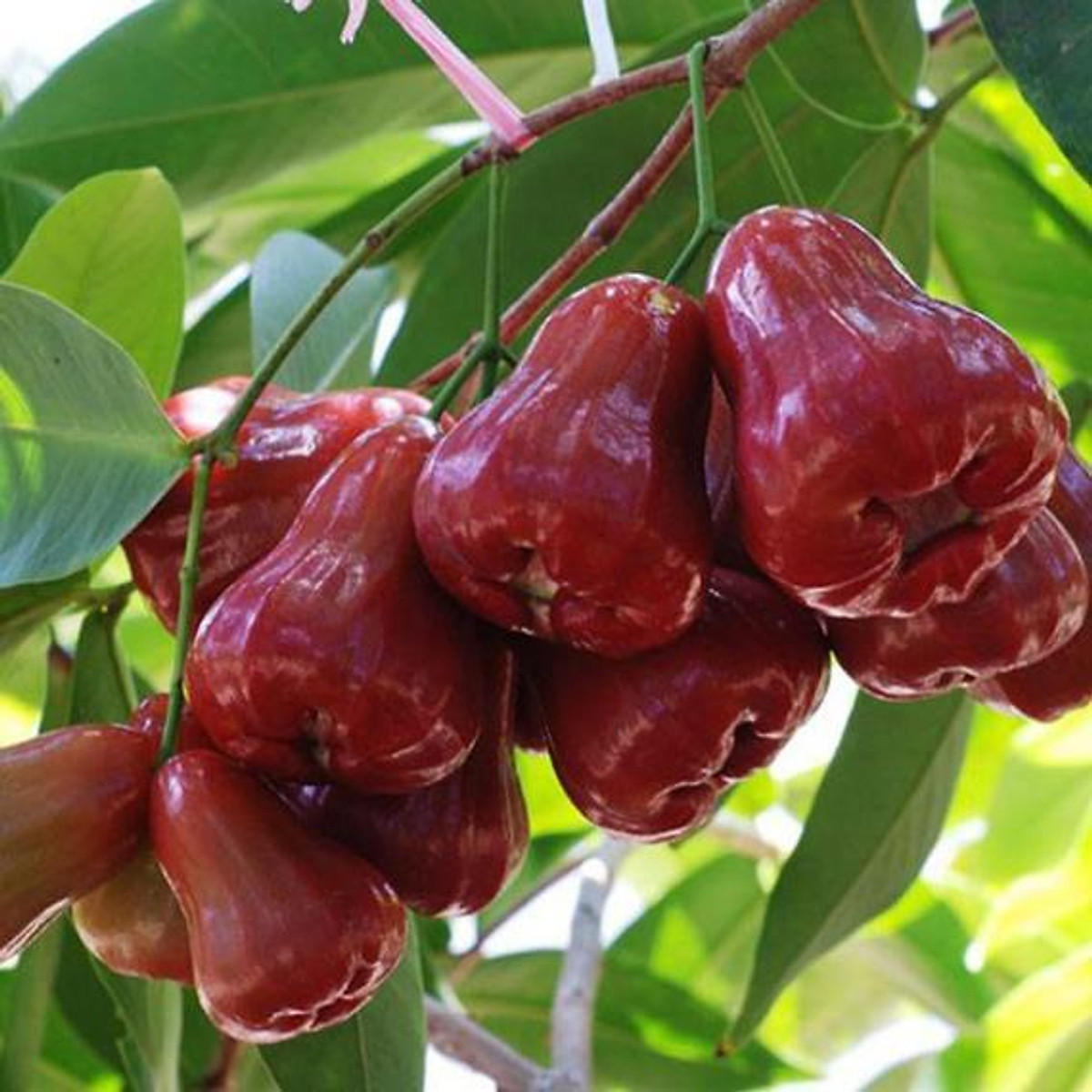Cây roi đỏ thái Mua 3 tặng 1 cây bất kì