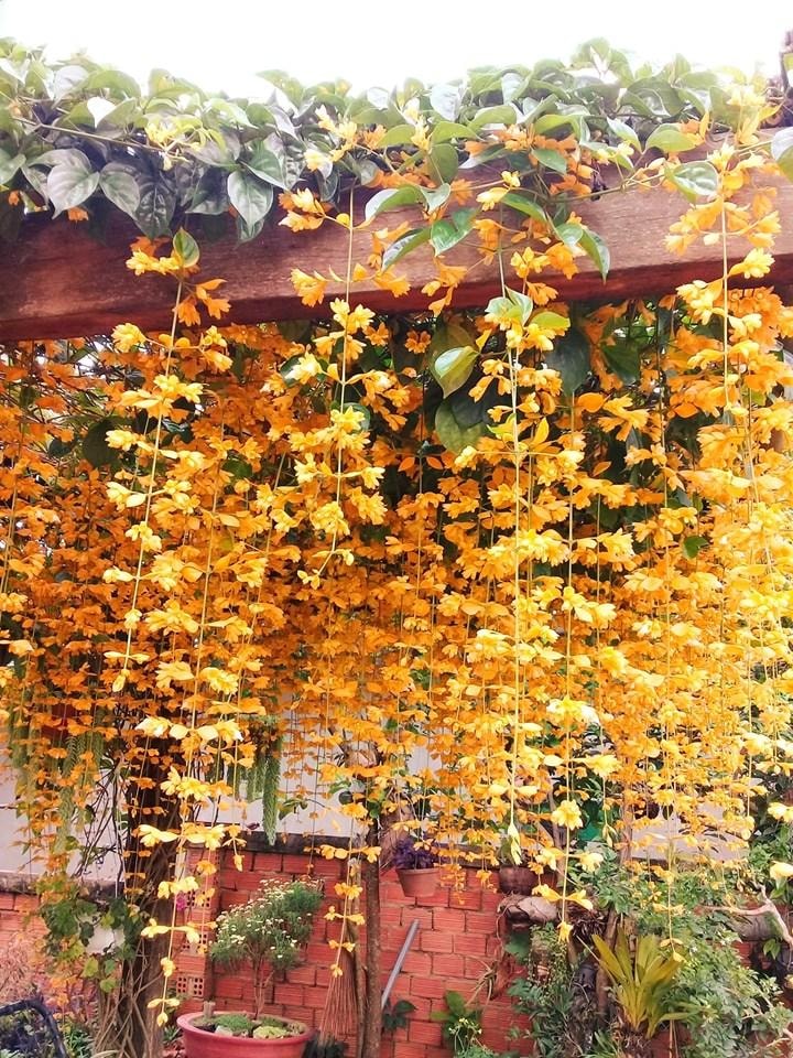 (FREESHIP Từ 50k) Hoa leo lan hoàng dương nguyên chậu