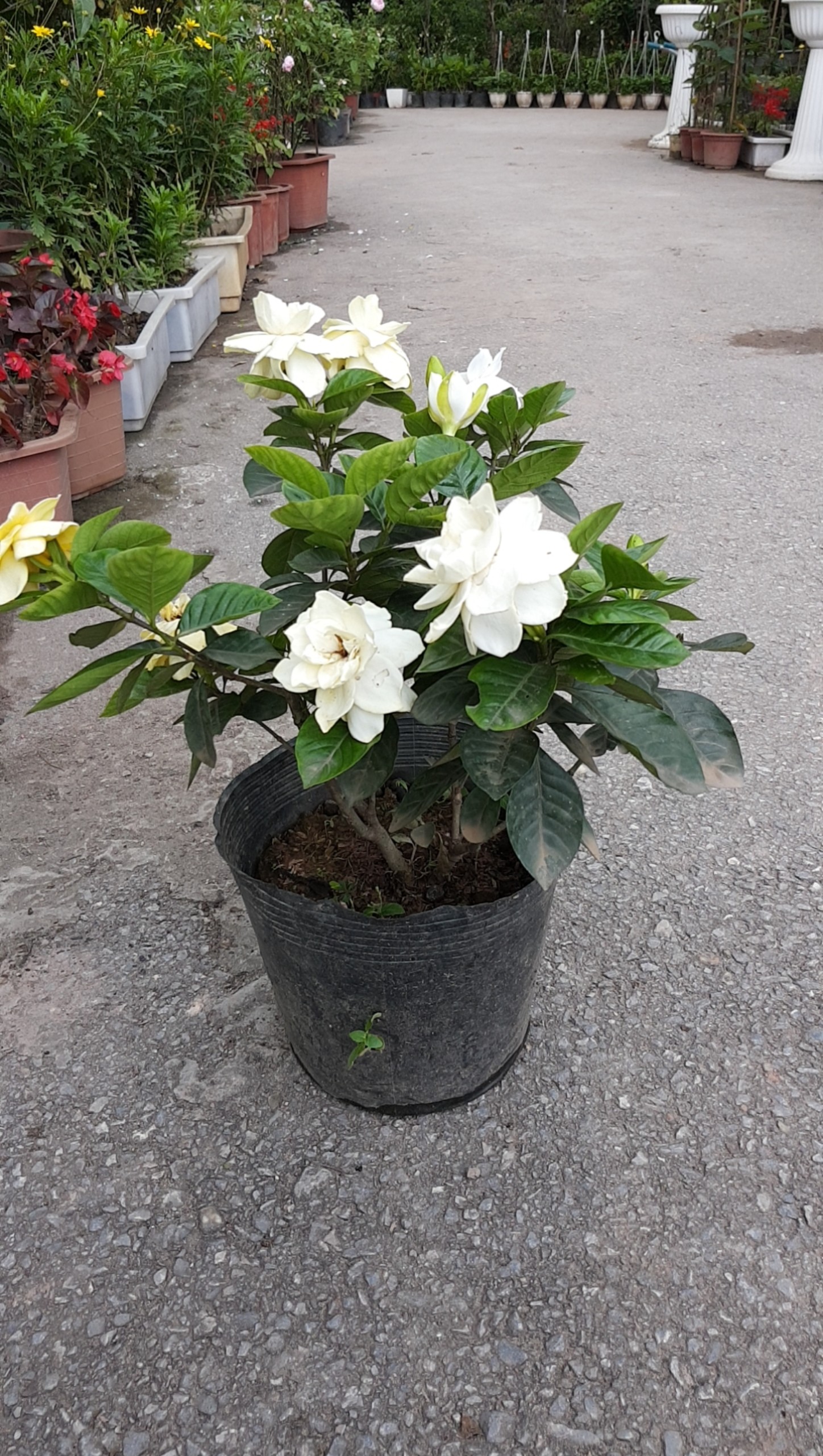 Cây giống Bạch Thiên Hương