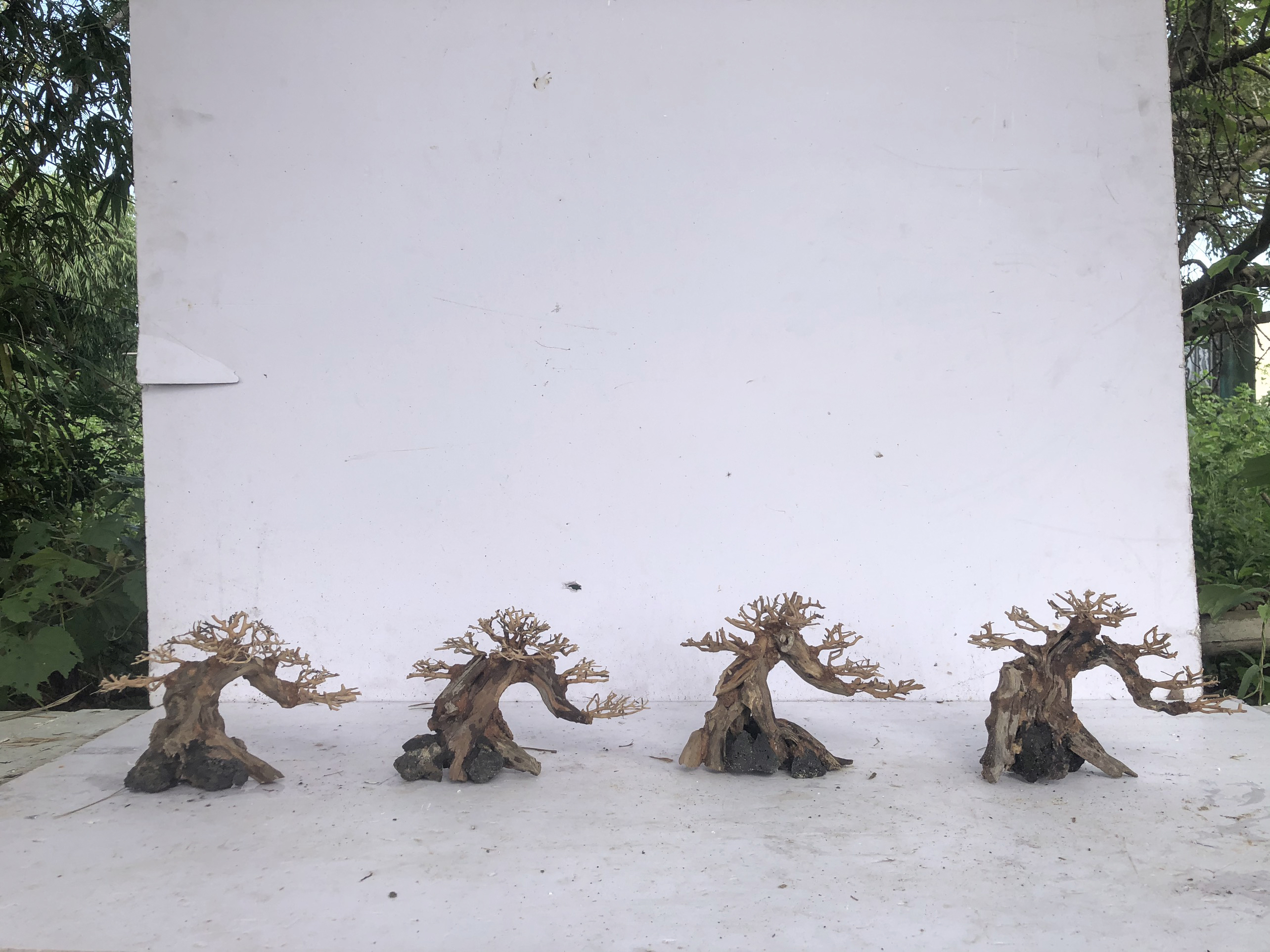 LŨA BONSAI - LINH SAM GẮN TÁN XƯƠNG - TÁN XƯƠNG CHÙM