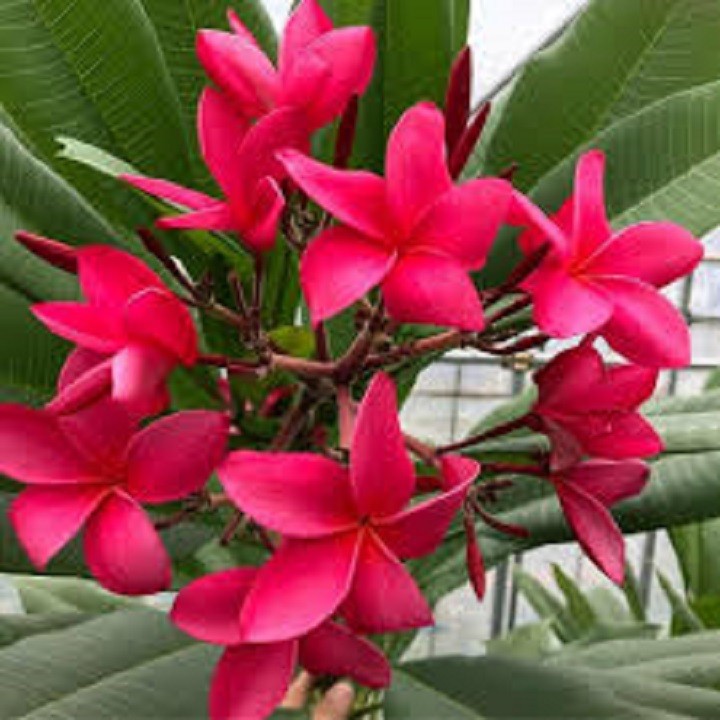 BẦU GIỐNG CÂY HOA ĐẠI ĐỎ