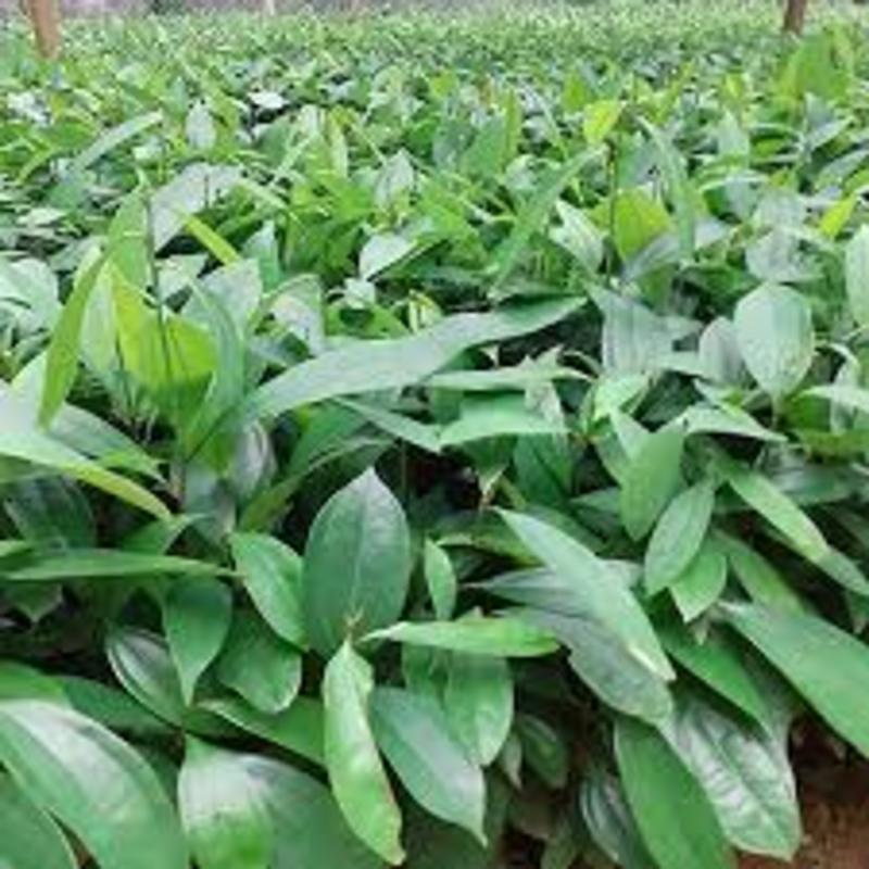 COM BO 2 Cây giống Quế cây dược liệu quý, cây công trình chuẩn giống