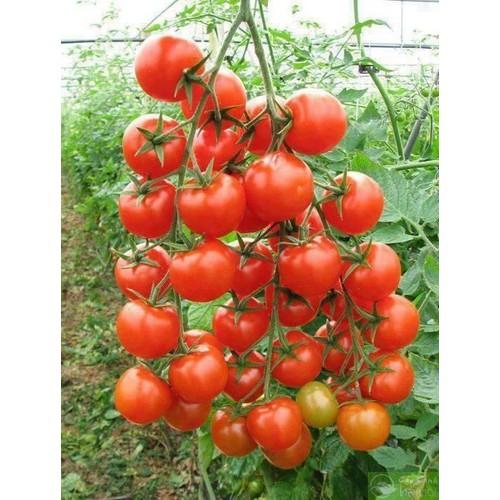 Hạt giống cà chua kiểng - Tặng thêm gói hạt ngẫu nhiên
