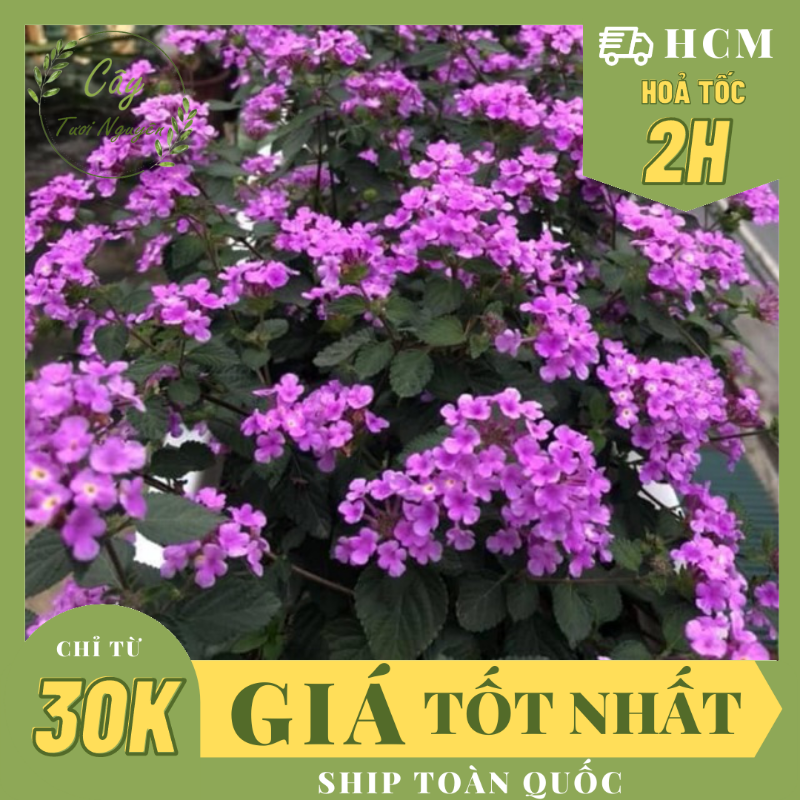 CÂY GIỐNG HOA NGŨ SẮC TÍM ,(cao 25cm), Cây cảnh, dễ trồng GIÁ RẺ, nở quanh năm, Cây Tươi Nguyên CTN0380