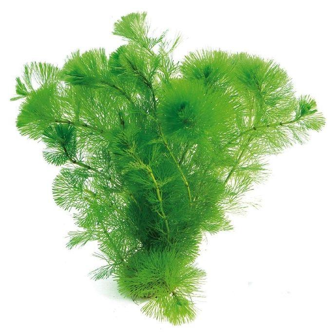 Combo 5 nhánh rong la hán xanh thủy sinh dễ trồng không cần co2