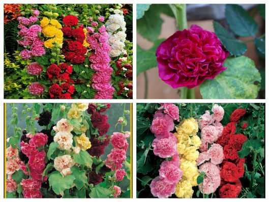 [HCM]Gói 50 hạt giống hoa mãn đình hồng đơn nhiều màu