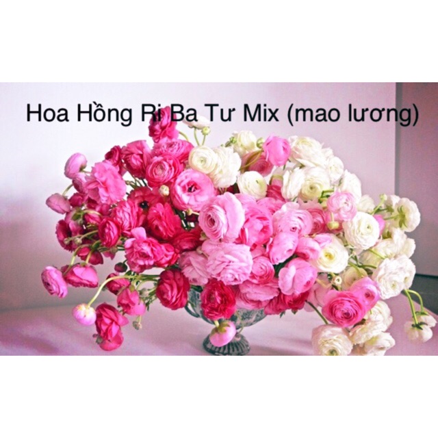 Hạt giống hoa hồng ri ba tư mix - hoa hồng bụi