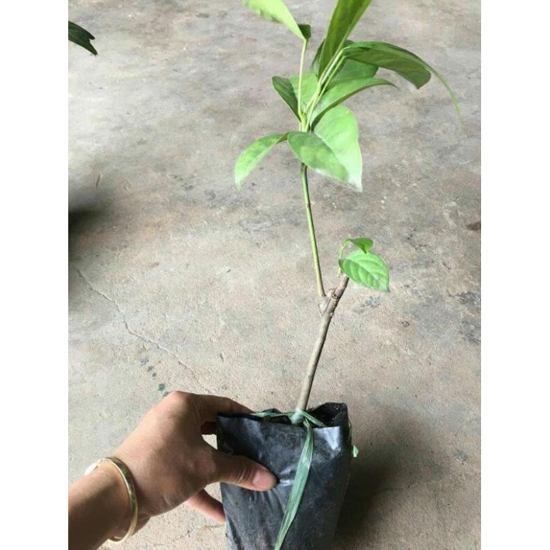 [FREESHIP - Xả Khô Máu] Giống bòn bon thái