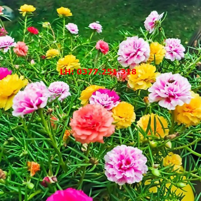 Hạt giống hoa mười giờ kép nhiều màu, hoa mười giờ trồng quanh năm