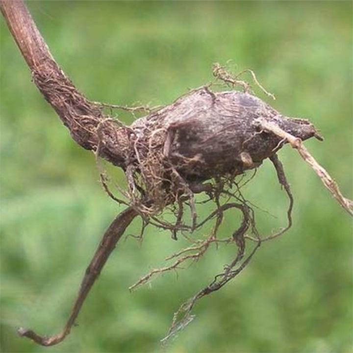 cây cỏ gấu khô 1kg