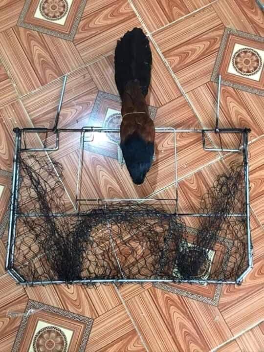 com bo (1 mẹt vuông ,1 bịp giả) phù hợp mọi địa hình ,thép ac chịu lực,lưới được nhuộm màu tàng hình   ,1 bìm bịp giả nhồi keo mắt đỏ ,đẹp như hình mô tả