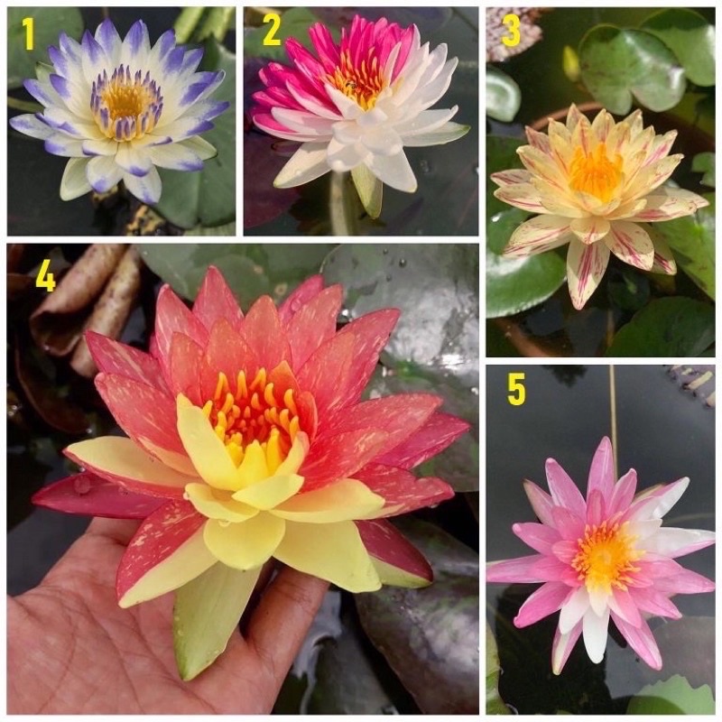 Củ hoa súng thái hoa chuẩn Tết (1củ)