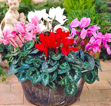 [HCM]Hạt Giống Hoa Anh Thảo F1 - Dễ Trồng Nhiếu Màu Gói 0.1Gr