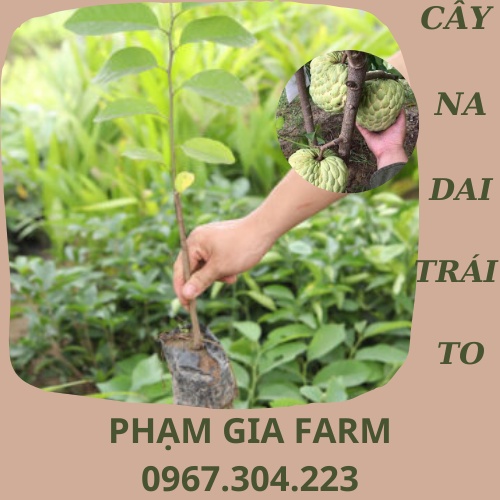 Cây giống na dai thơm ngon trái to