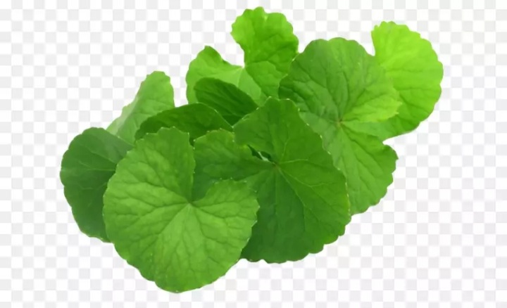 Hạt giống rau má lá to 1gram