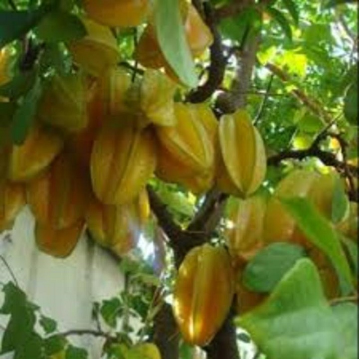 Cây khế ngọt - cây giống minh huy